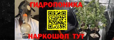 крисы Аша